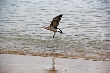 bird on beach