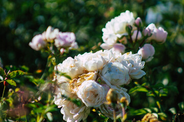 Closeup of roses growing in the countryside of Reims in France in the afternoon