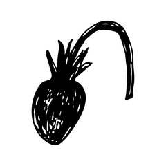 Strawberry sketch in hand drawn style. Vector illustration, summer doodle on white background. Fresh berries for seasonal menu, dessert design, culinary books.