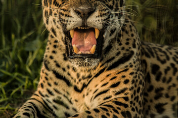 Yaguareté © Constanza