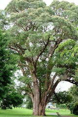 뉴질랜드의 거대한 나무