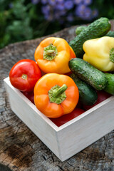 Wooden box with fresh vegetables (tomato, cucumber, bell pepper) in the garden, on the farm. Selective focus, Close up.