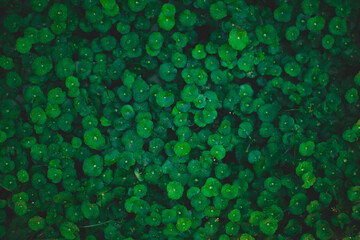 Dew and Green leaves background. Green leaves color dark tone after raining in the morning. 