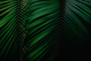 Top view leaf background.Green leaves color tone dark in the morning.Tropical Plant in Thailand,environment,good air.photo concept nature and plant.