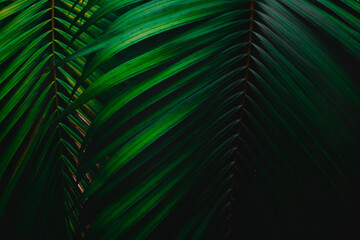 Top view leaf background.Green leaves color tone dark in the morning.Tropical Plant in...