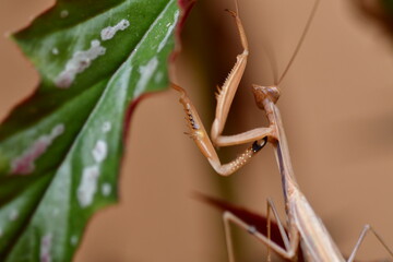 MANTIS RELIGIOSA