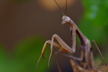 MANTIS RELIGIOSA