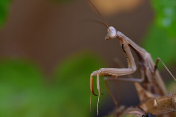 MANTIS RELIGIOSA