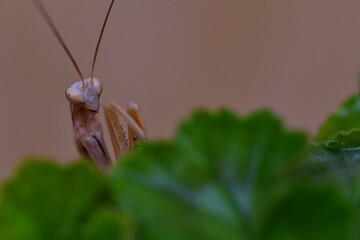 MANTIS RELIGIOSA