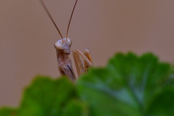 MANTIS RELIGIOSA