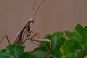 MANTIS RELIGIOSA