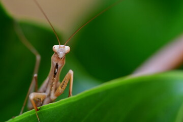 MANTIS RELIGIOSA