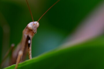 MANTIS RELIGIOSA