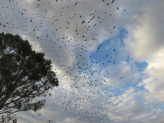 birds migration