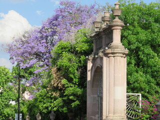 old arch with jacarandas in a park