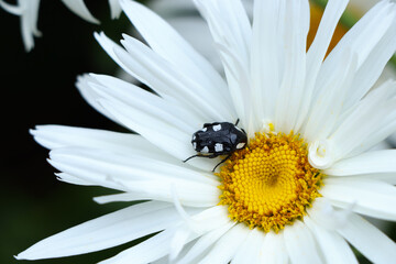 Obraz premium White-Spotted Fruit Chafer Beetle On Daisy (Mausoleopsis amabilis), Plettenberg Bay, South Africa