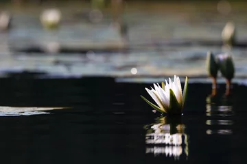 Deurstickers White Star Lotus Waterlily On Dark Water (Nymphaea nouchali), Groot Marico, South Africa © JJ van Ginkel