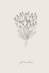 Outline of protea. Protea illustration isolated on white background