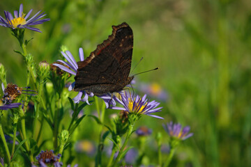 A beautiful Peacock Butterfly, Aglais io, nectaring on a Wild aster flower.
