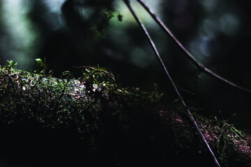 texture of a green leaf in the forest