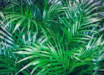 Fresh green and glossy palm branches background, shot with flash.