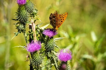 imperial coat butterfly resting on a purple flower