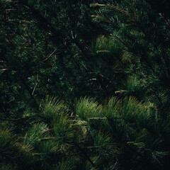 Texture of leaf in the forest