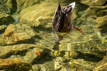 a female duck diving for food in a lake in bavaria, germany