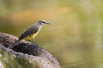 Suiriri-cavaleiro (Machetornis rixosa)