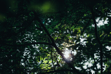 Leafs texture in a sunny day