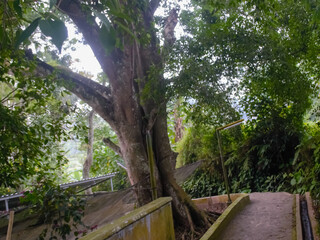 stairway to the jungle