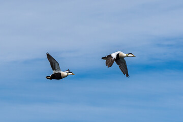 Puffin colonies flying in Iceland countryside