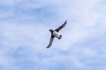 Puffin colonies flying in Iceland countryside