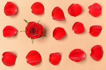 Beautiful rose petals and flower on color background