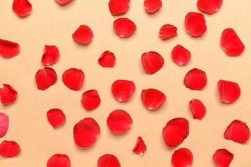 Beautiful rose petals on color background