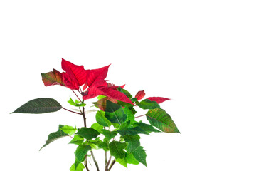 Christmas flower or Mexican Poinsettia (Euphorbia pulcherrima). The popular holiday plant isolated on a white background.