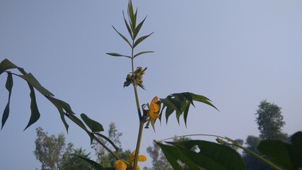 green leaves against blue sky and small flower