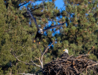 Bald Eagle Nesting Pair