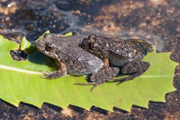 Pair of amplexing Common Eastern Froglets