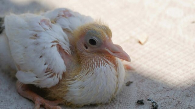 Little white newborn chick ugly pigeon.