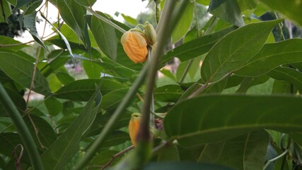 A beautiful small plant with small yellow flowers