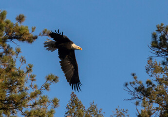 Bald Eagle Nesting Pair