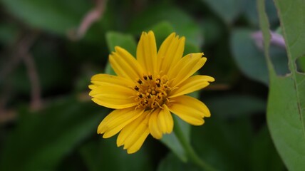 yellow flower in the garden