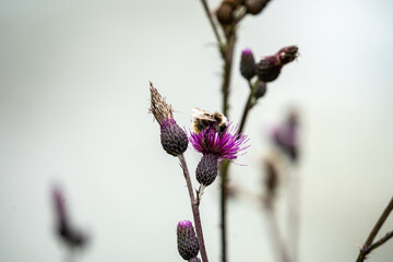 a bee resting on a purple flower at the isar river, germany