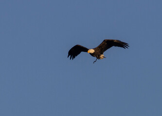 Bald Eagle Nesting Pair