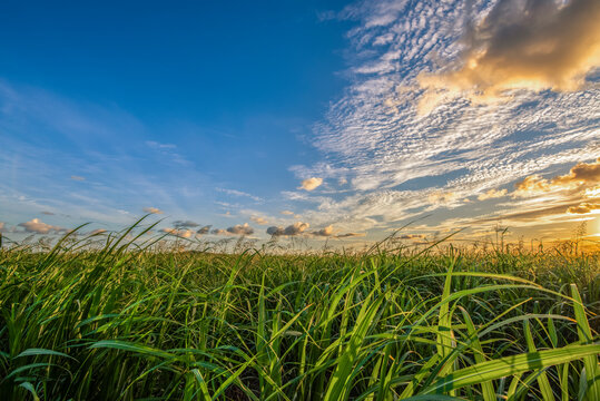 field of cane and sunset