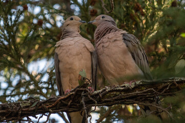
Birds in my backyard
