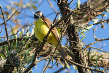 
Birds in my backyard