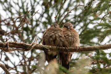 
Birds in my backyard