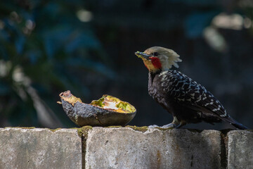 
Birds in my backyard